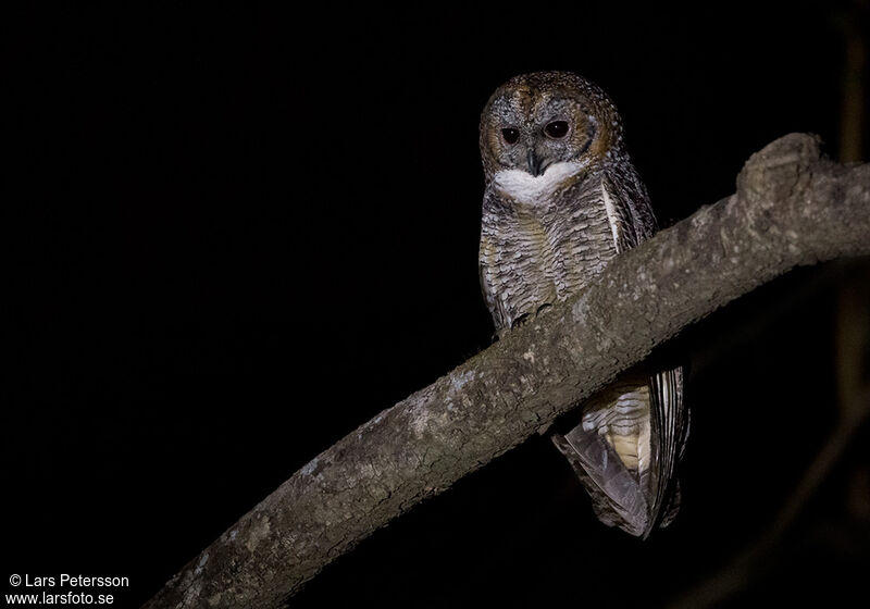 Mottled Wood Owladult