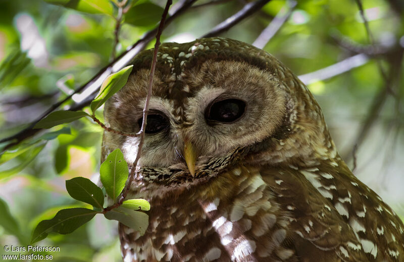 Spotted Owl