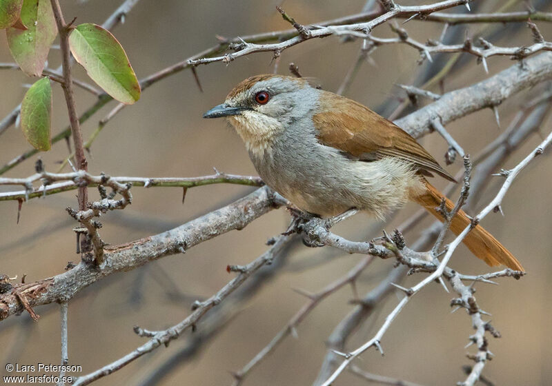 Rufous-tailed Palm Thrush