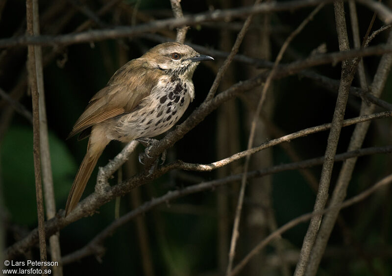 Spotted Palm Thrush