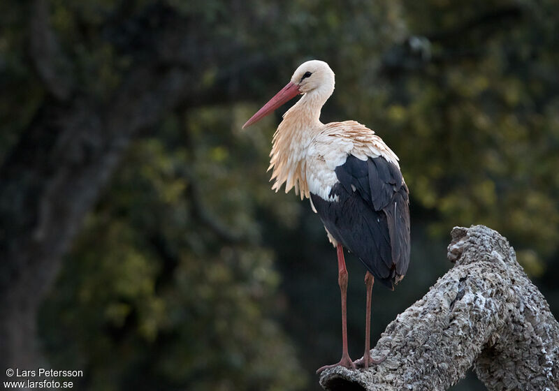 Cigogne blanche