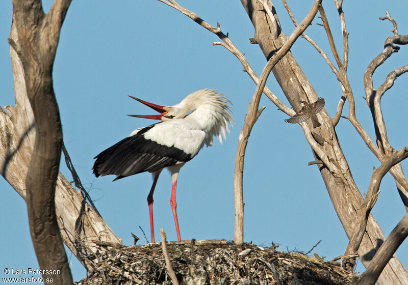 Cigogne blanche