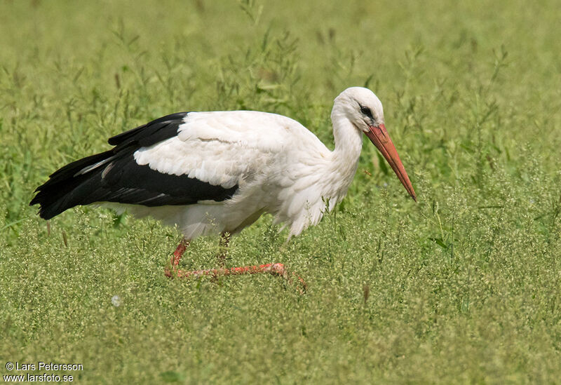 Cigogne blanche