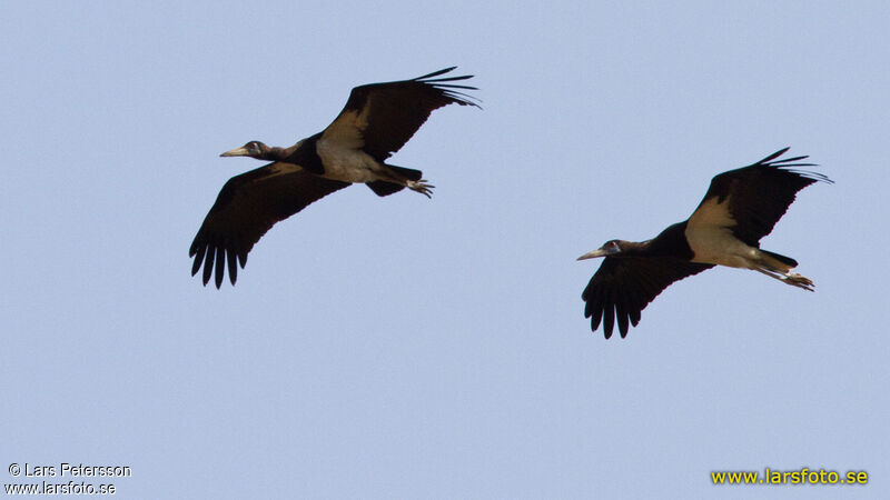 Abdim's Stork