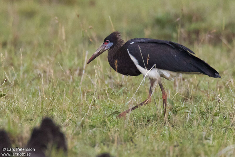 Abdim's Stork