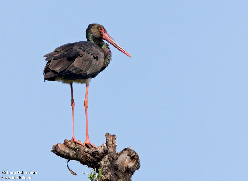 Black Stork