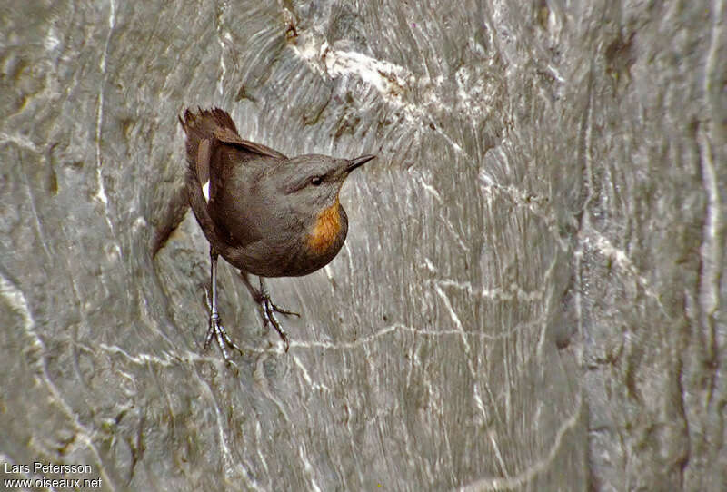 Rufous-throated Dipper