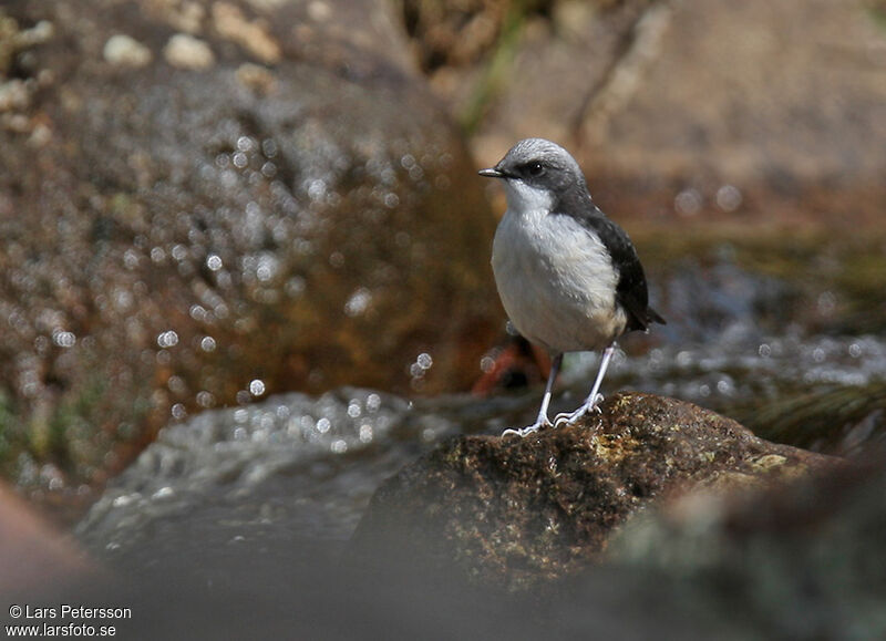 White-capped Dipper