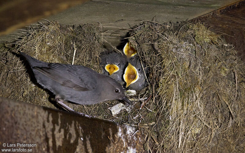 American Dipper