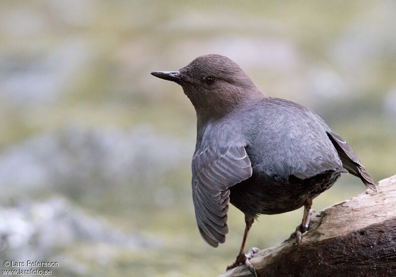 American Dipper