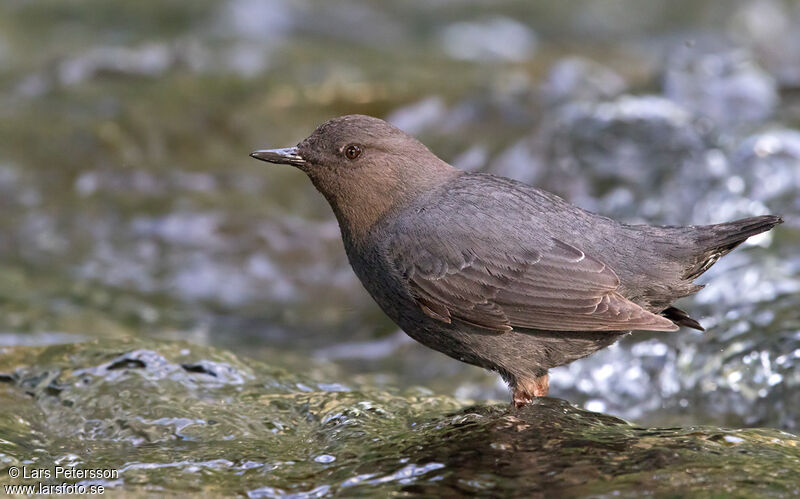 American Dipper