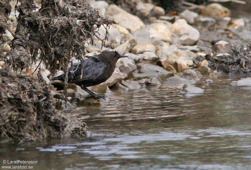 White-throated Dipper