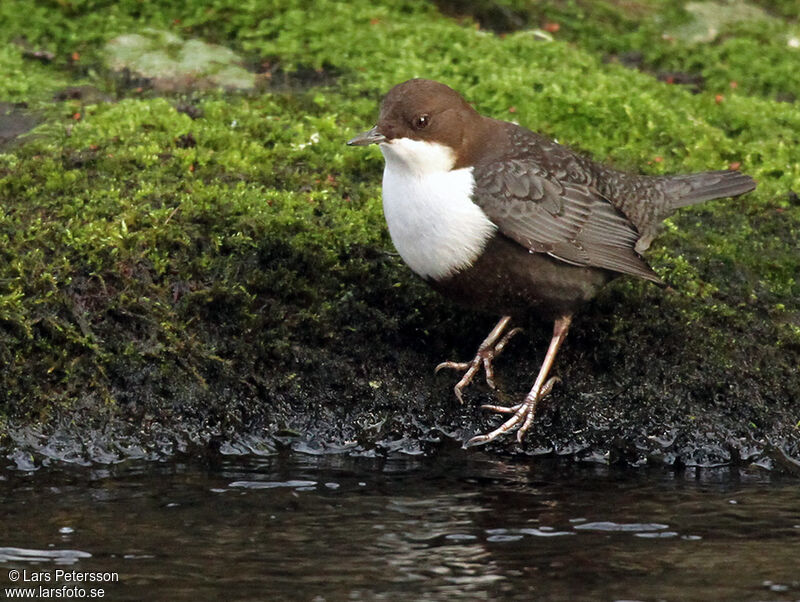 White-throated Dipper