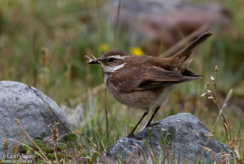 Chestnut-winged Cinclodes