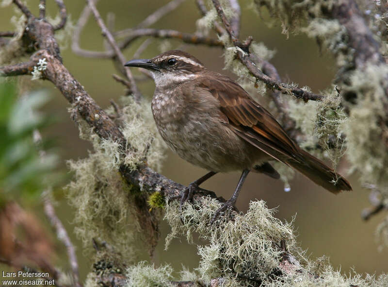 Stout-billed Cinclodesadult, identification