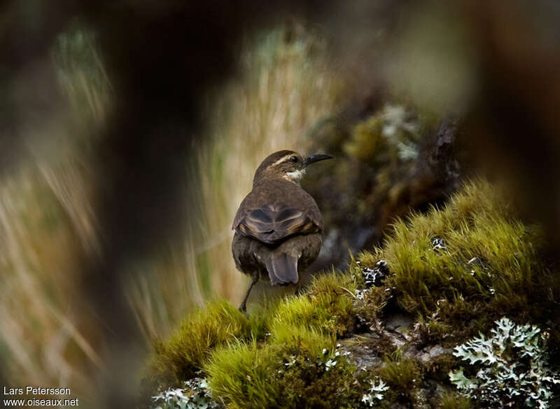 Cinclode royaladulte, habitat