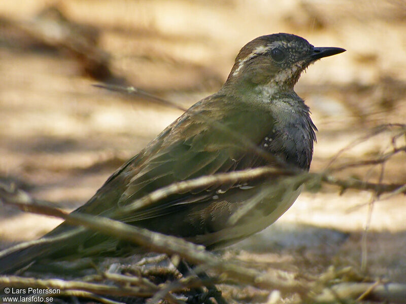 Chestnut Quail-thrush