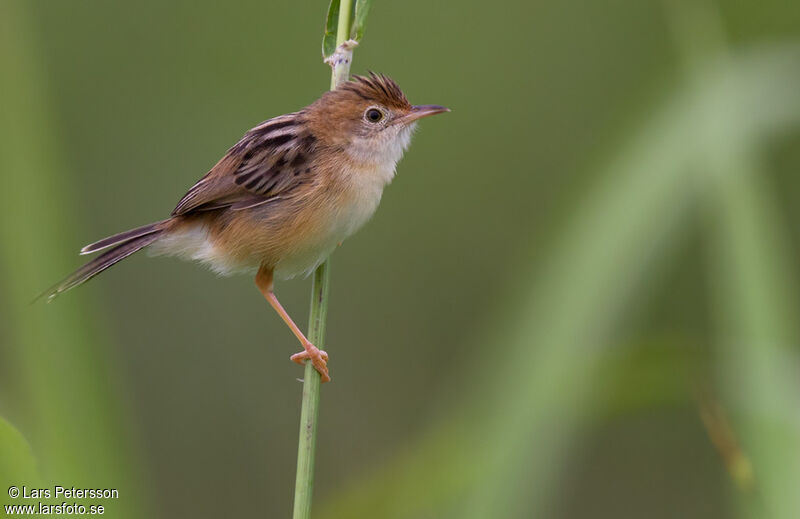 Cisticole à couronne dorée