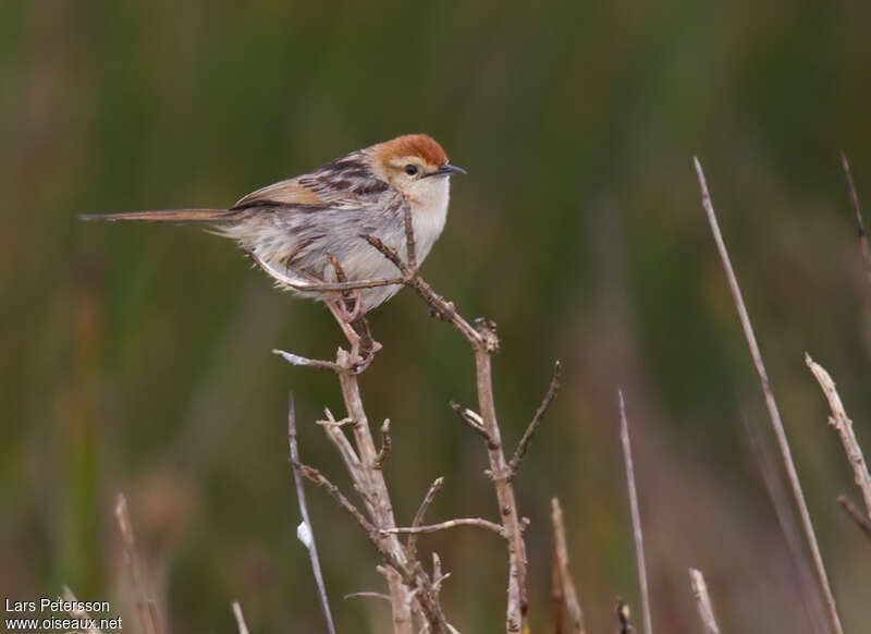 Levaillant's Cisticolaadult, identification