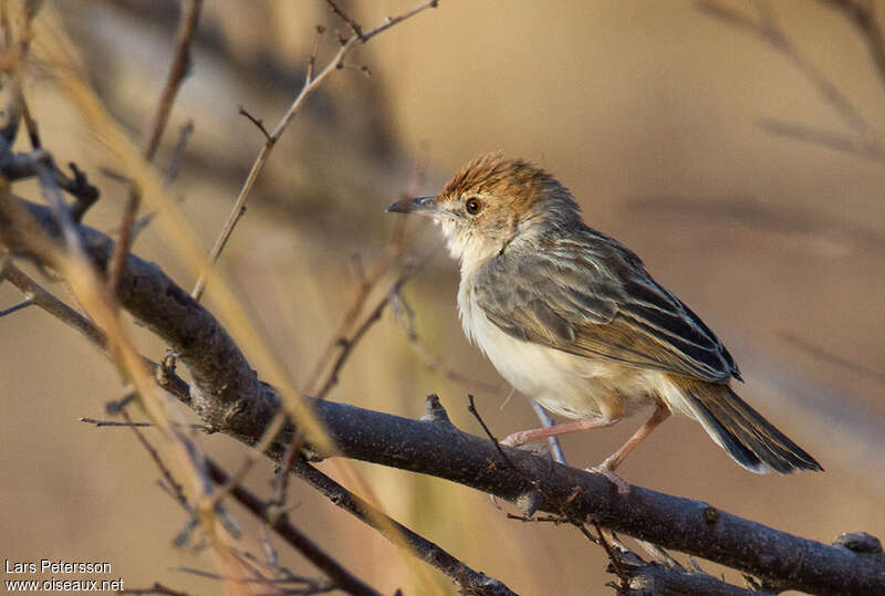 Cisticole à tête rousse