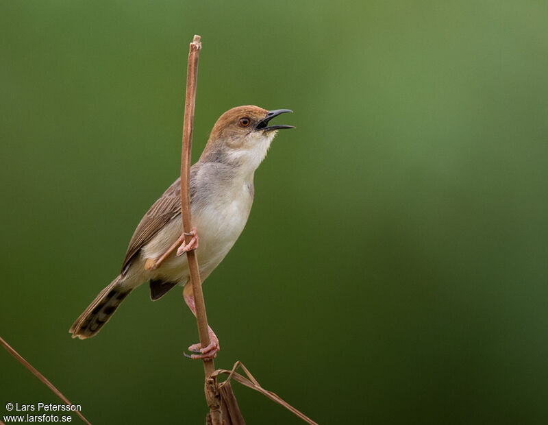 Chattering Cisticola