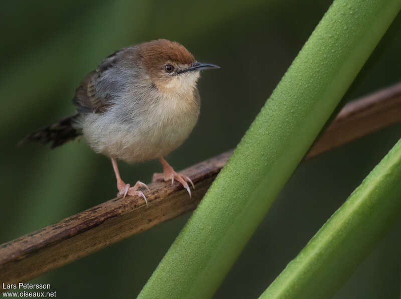 Carruthers's Cisticolaadult, close-up portrait