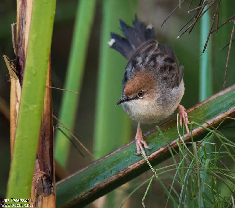 Cisticole de Carruthers, habitat, pigmentation