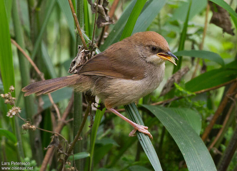 Chubb's Cisticolajuvenile, identification