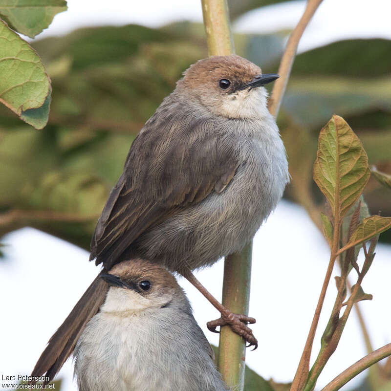 Hunter's Cisticolaadult, identification