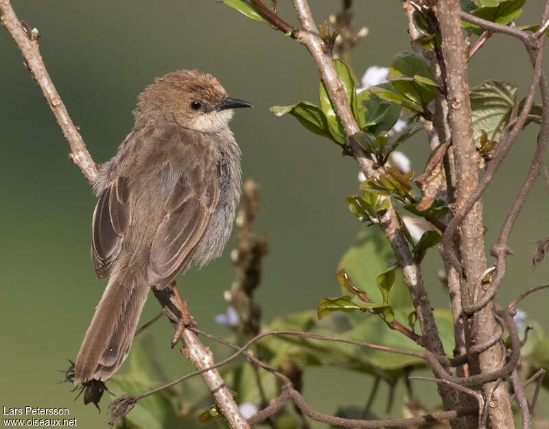 Hunter's Cisticolaadult, pigmentation