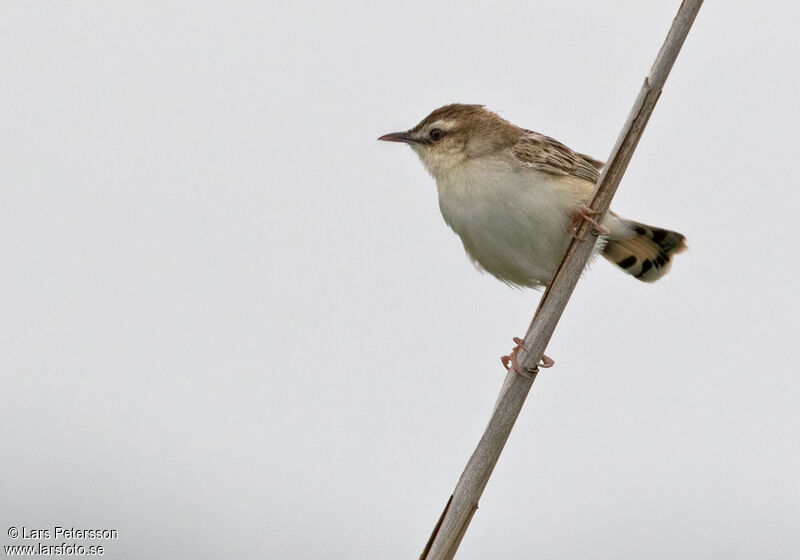 Zitting Cisticola