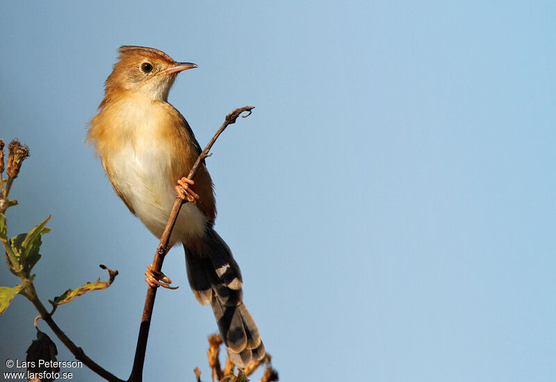 Zitting Cisticola