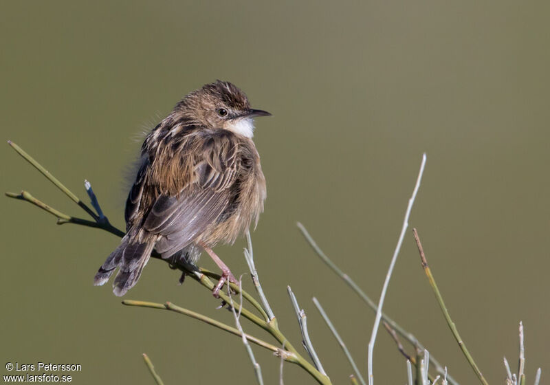 Zitting Cisticola