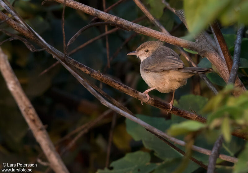 Bubbling Cisticola