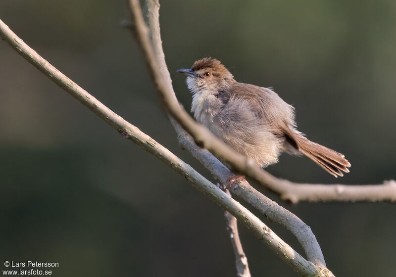 Bubbling Cisticola