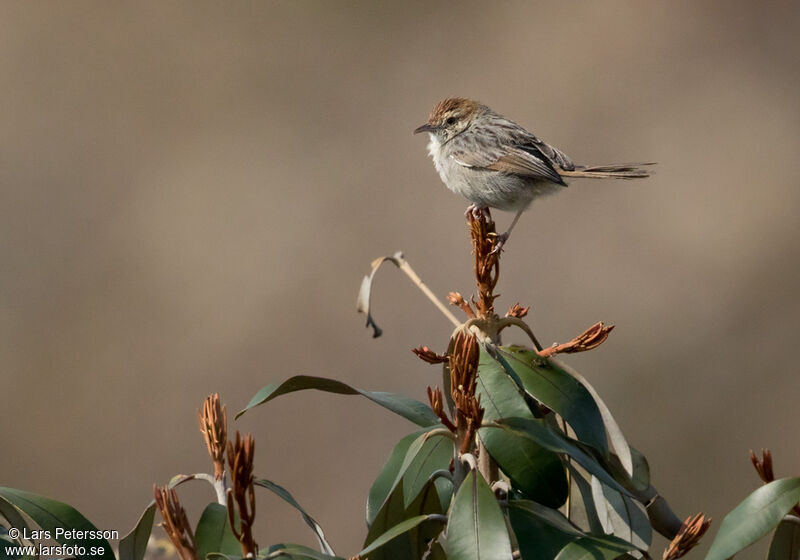 Wailing Cisticola