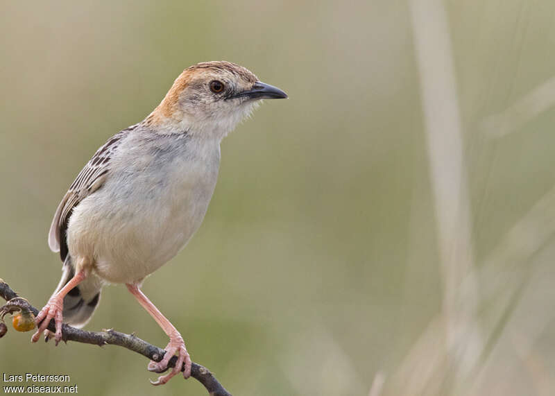 Stout Cisticola, close-up portrait