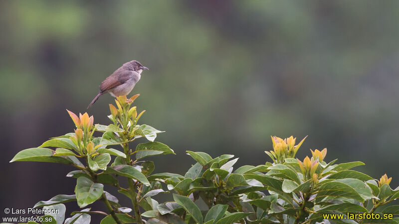 Whistling Cisticola