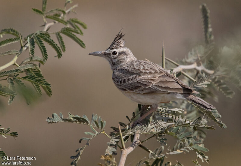 Cochevis huppé