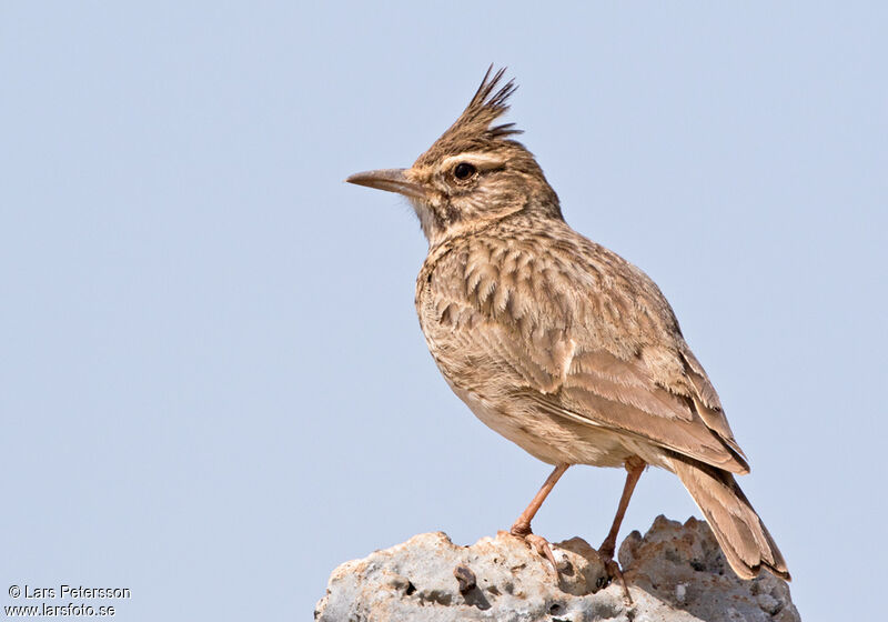 Crested Lark