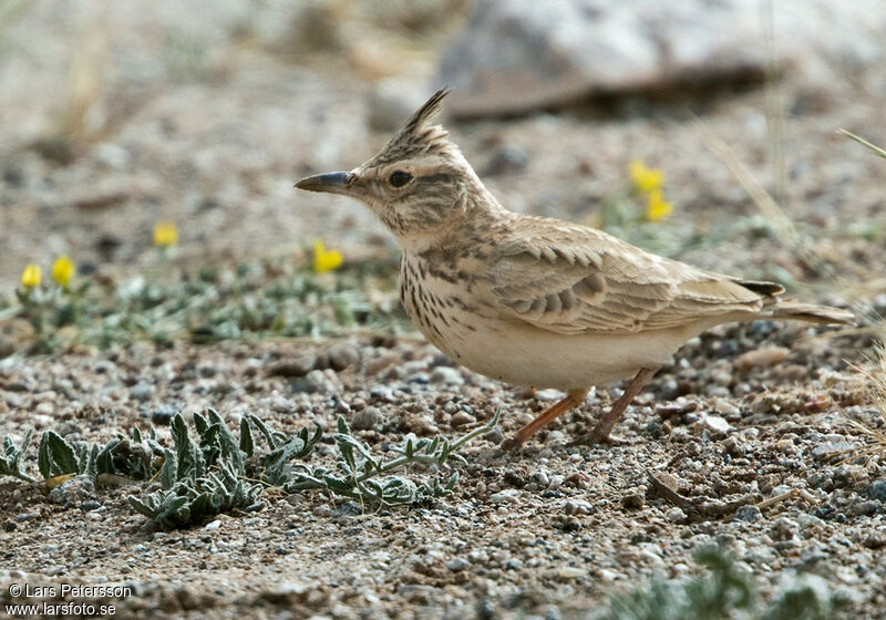 Crested Lark