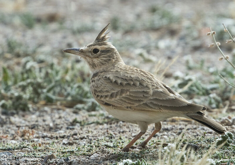 Cochevis huppé