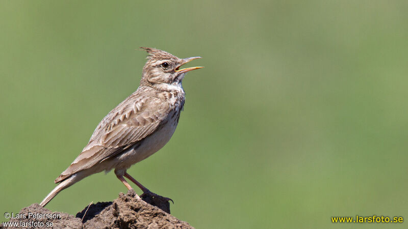 Cochevis huppé