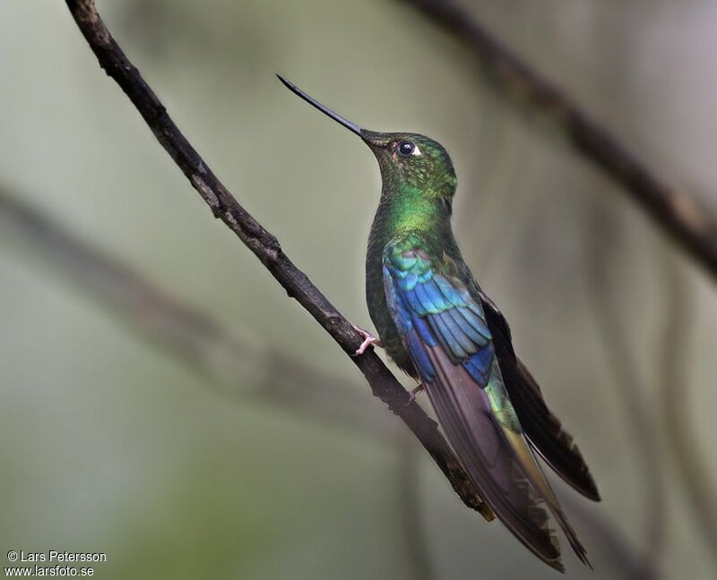 Colibri à ailes saphir