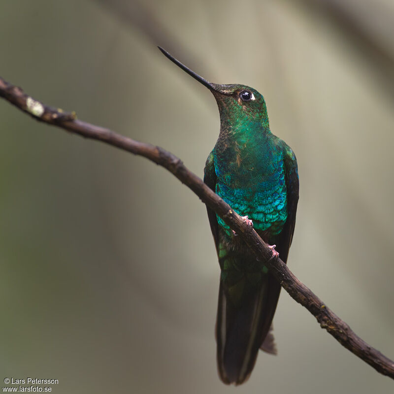 Colibri à ailes saphir