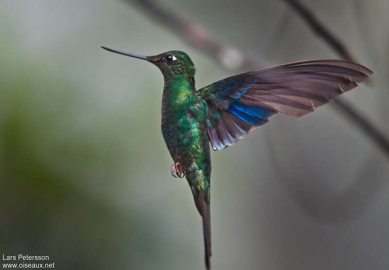 Colibri à ailes saphir mâle immature, pigmentation, Vol