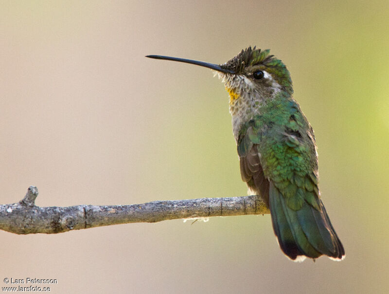 Colibri à gorge noire