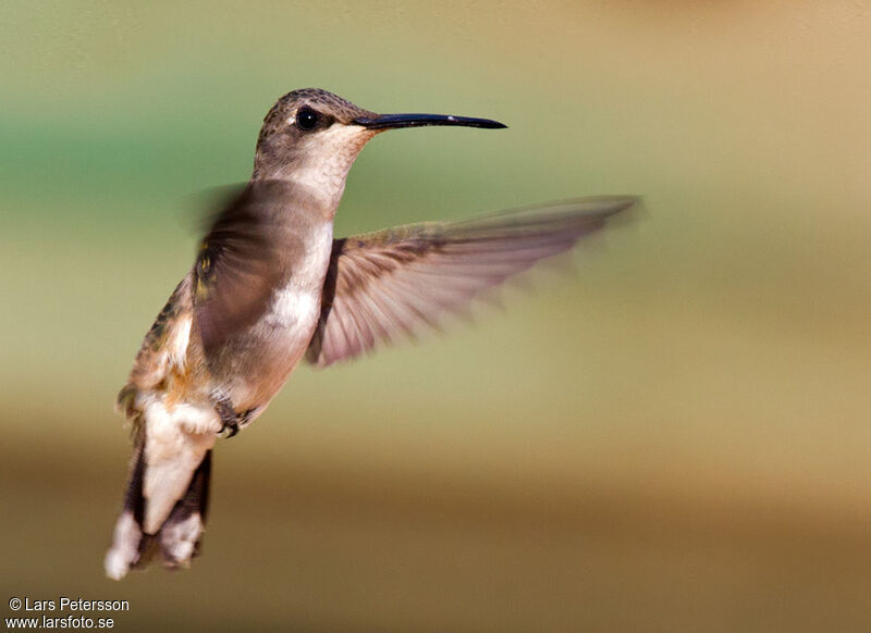 Colibri à gorge noire