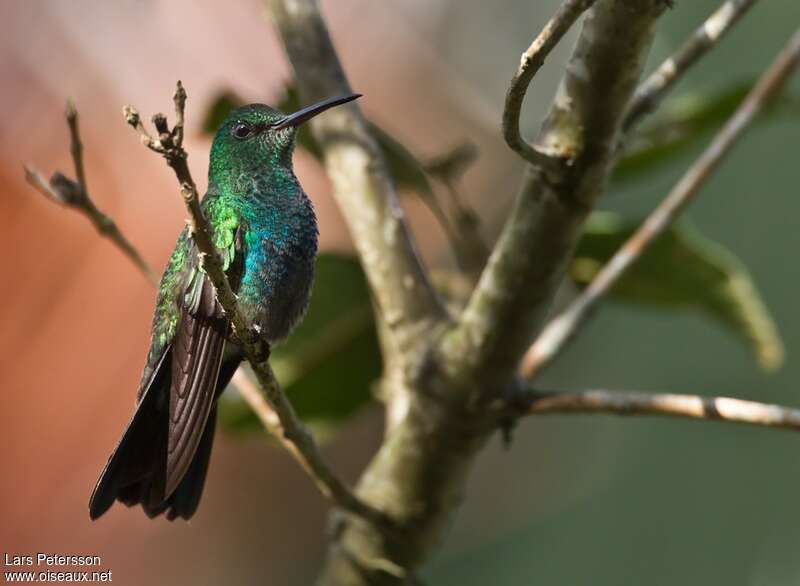 Bronze-tailed Plumeleteer, close-up portrait