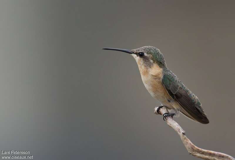 Short-tailed Woodstar female adult, identification